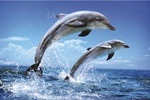 Bali Dolphin Tours | Star Bali Tour
