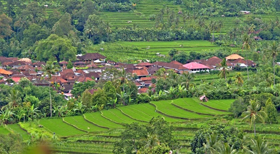 Bali Pacung Rice Terrace | Bali Tours