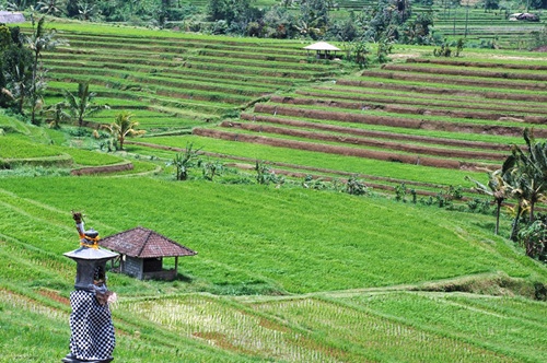 Bali Jati Luwih Rice Terrace | Bali Tours